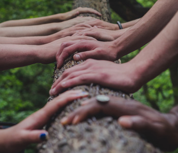 Several hands along a tree // Shane Rounce / unsplash.com